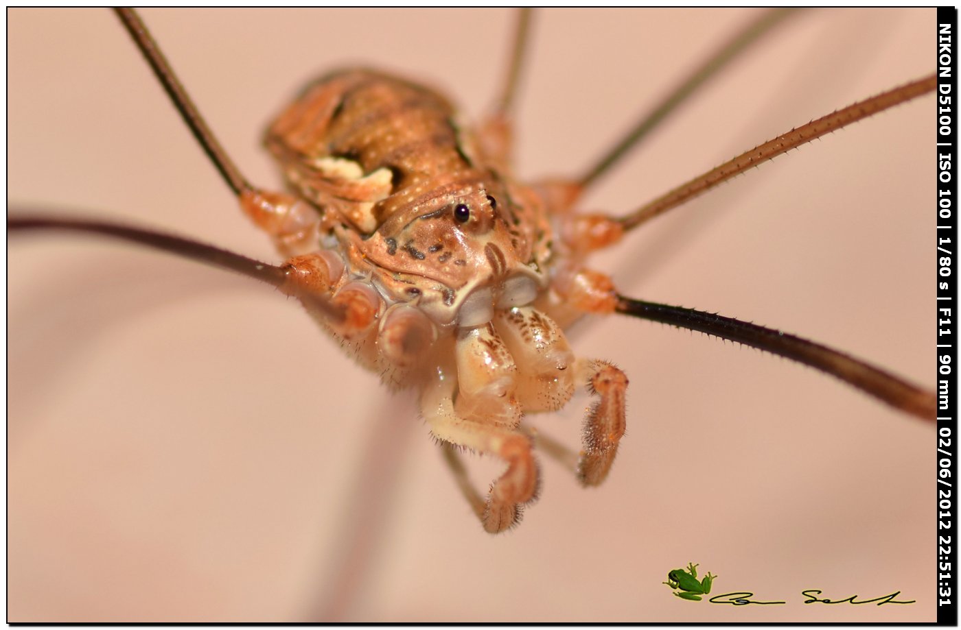 Dasylobus argentatus da Usini 137